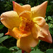 Ellis Peach Photo 8