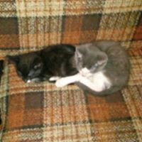 Donna Fitzgerald Photo 16