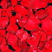 Rose Conrad Photo 15