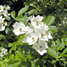 Allison Flowers Photo 17