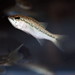 Larry Bass Photo 10