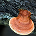 Shawn Wells Photo 22