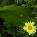David Plante Photo 37