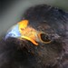 Richard Hawk Photo 30