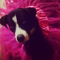 Andrea Redmond Photo 20