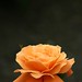 Rose Hamilton Photo 18
