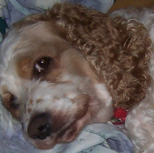 Debra Wilks Photo 21