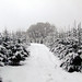 Leighton Wood Photo 9