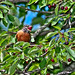 Robin Cherry Photo 14