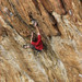 Daniel Tyger Photo 4