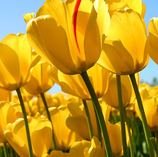 Martha Romero Photo 37