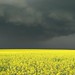 Bob Storm Photo 24