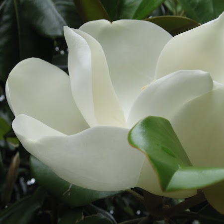 Nancy Tubbs Photo 25