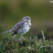 Heather Meadows Photo 16