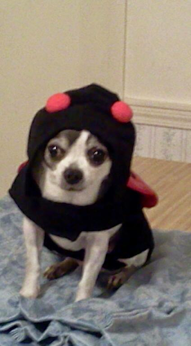 Debbie Starnes Photo 10
