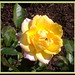 Rose Akin Photo 12