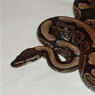 Daniel Workman Photo 11
