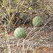 Kathleen Spring Photo 13