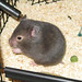 Agnes Chow Photo 11