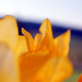 Deborah Mclaughlin Photo 14