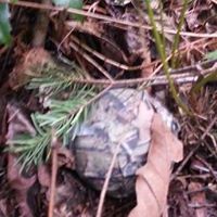 Debbie Saylor Photo 16
