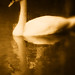 Michelle Swan Photo 34