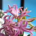 Jacinto Rosa Photo 15