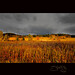 Steve Meadows Photo 15
