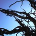 Ellen Root Photo 18