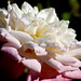 Susan Cady Photo 12