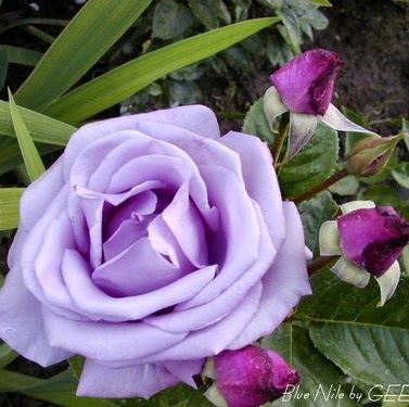 Rosa Aguayo Photo 37