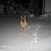 Dexter Hunter Photo 17