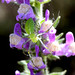 Barbara Wither Photo 10