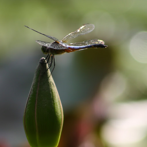 Dinh Quan Photo 2