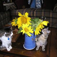 Jane Meeks Photo 28