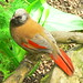 Elizabeth Thrush Photo 7