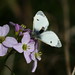 Mike Smock Photo 11