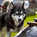 Mark Pizzo Photo 12