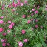 Virginia Mcneely Photo 13