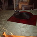 Diana Doyle Photo 13