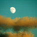 Alexander Amico Photo 6