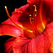 Donna Marco Photo 12