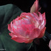 Tao Yu Photo 16