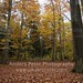 Forrest Leaf Photo 4