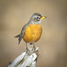 Robin Gilchrist Photo 15