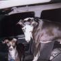 Tracy Montgomery Photo 46