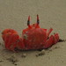 Judith Glueck Photo 5