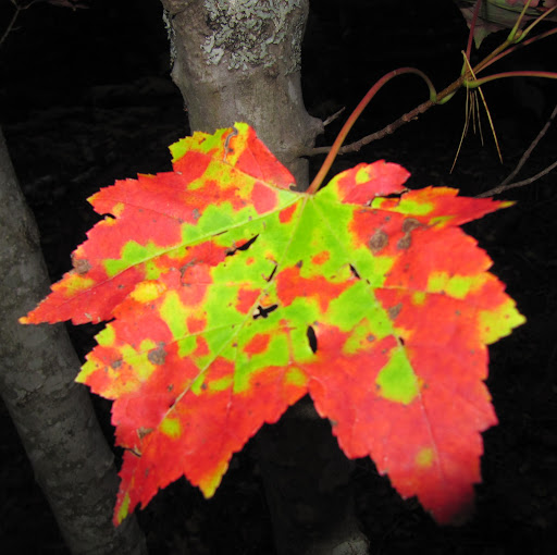 Diane Atwood Photo 26