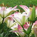 Lily Kam Photo 11