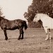 Henry Montgomery Photo 7